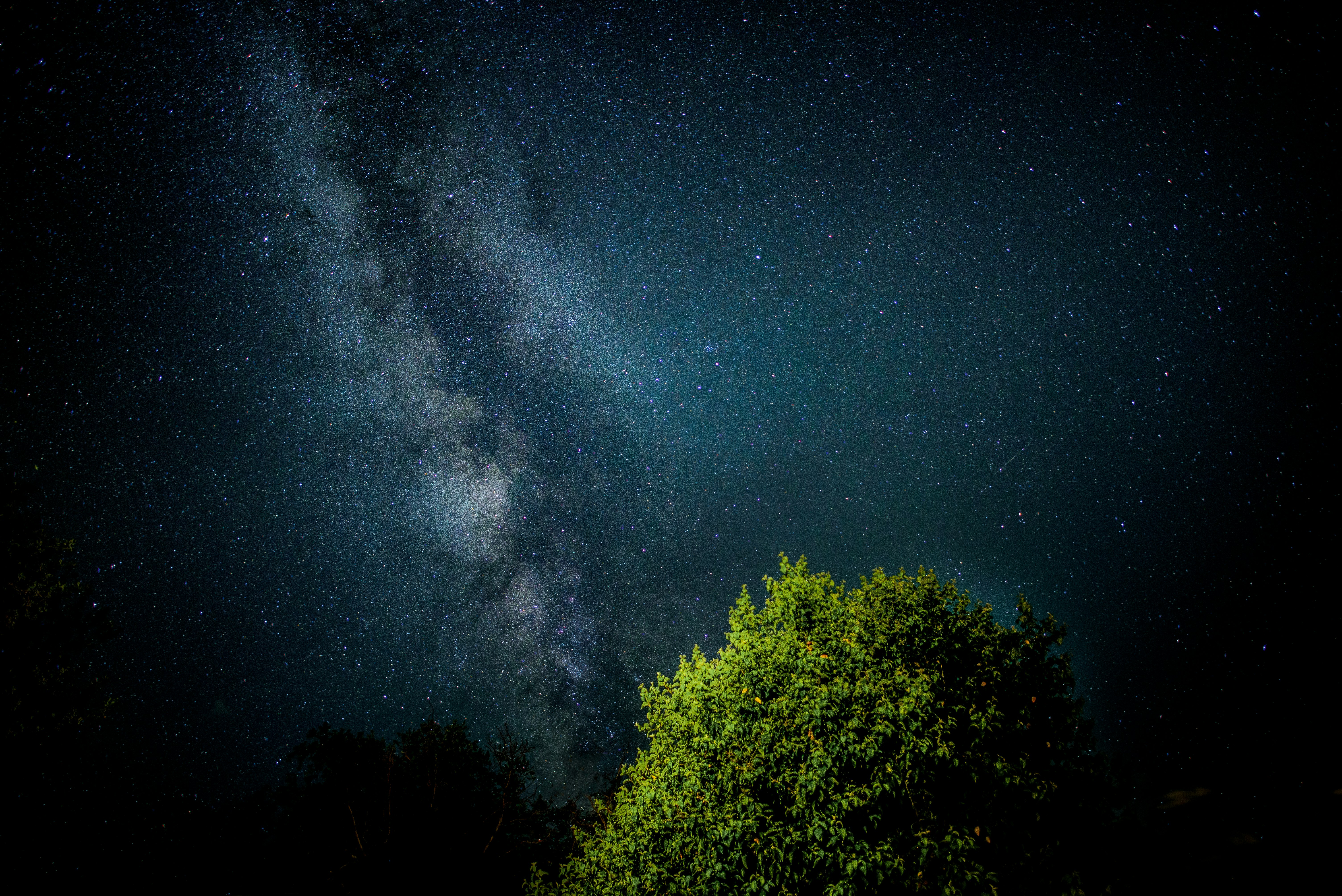 green leafed tree during nighttime